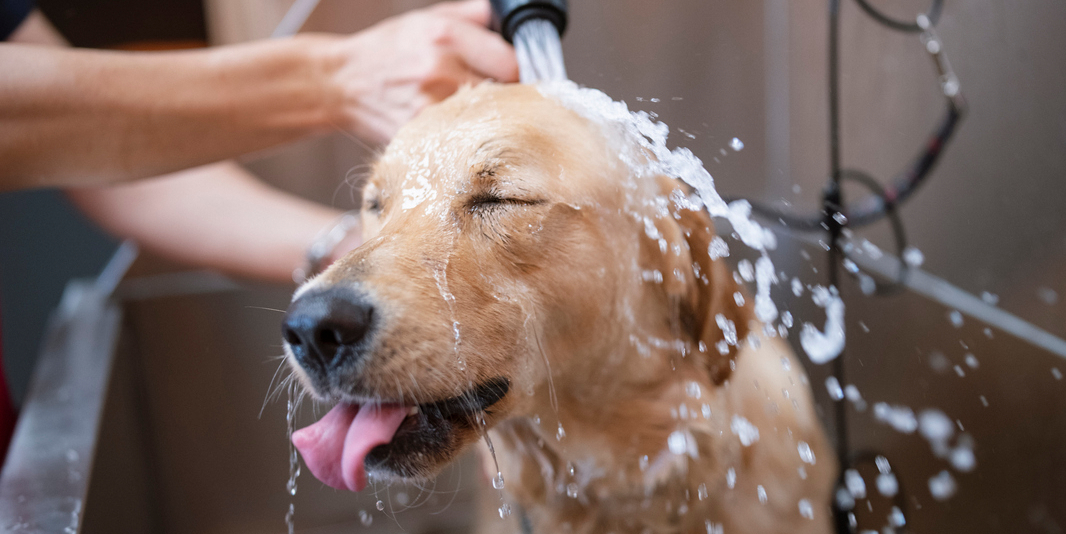 Dog being washed