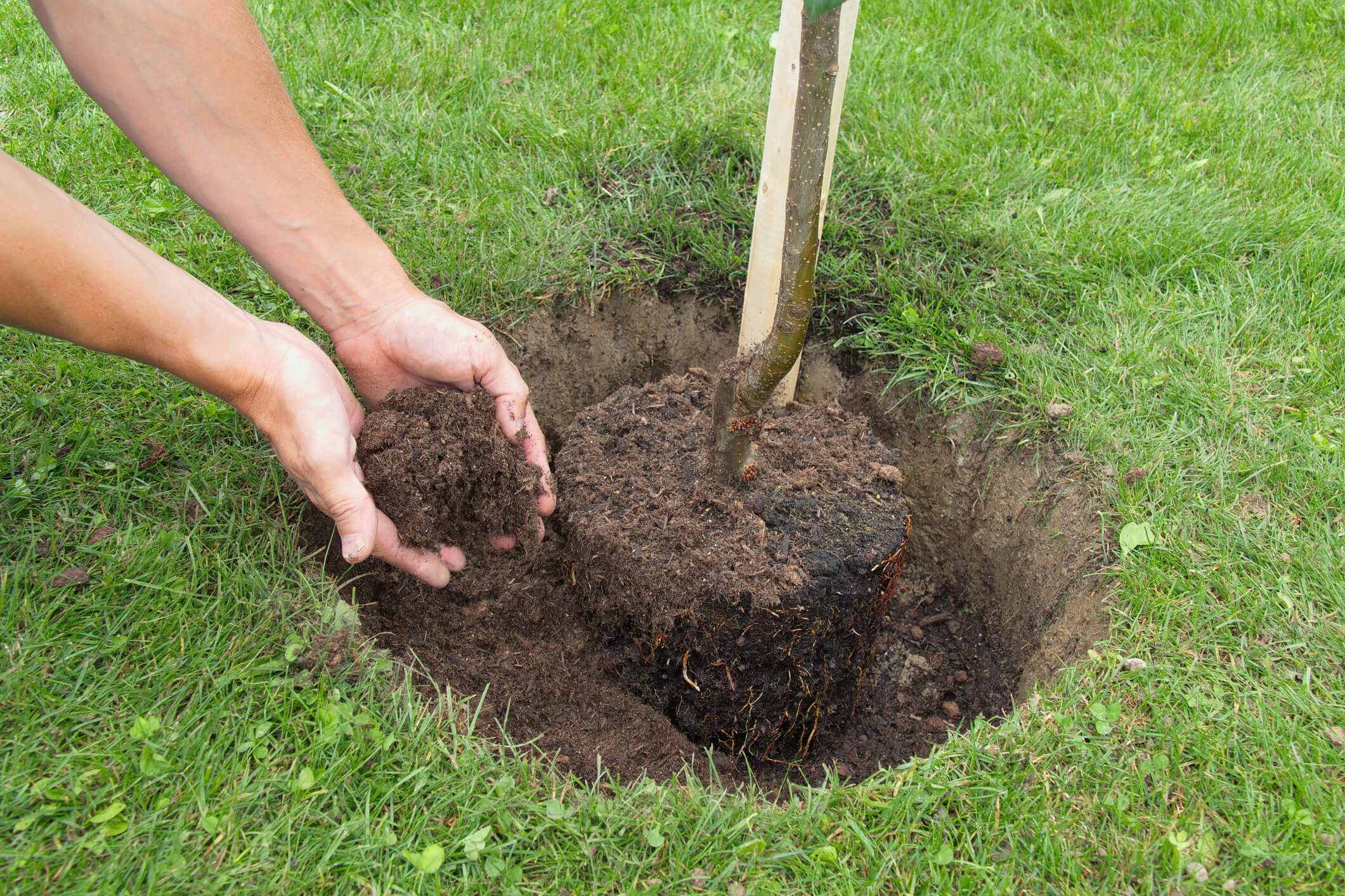 Don’t Plant Trees Near Sewer Lines! Banner Image